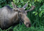 Moose - Jody Overstreet