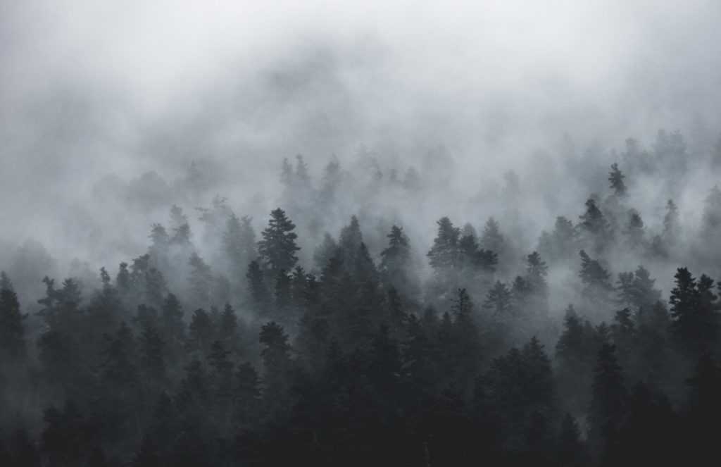 Fog settling over a mountain forest