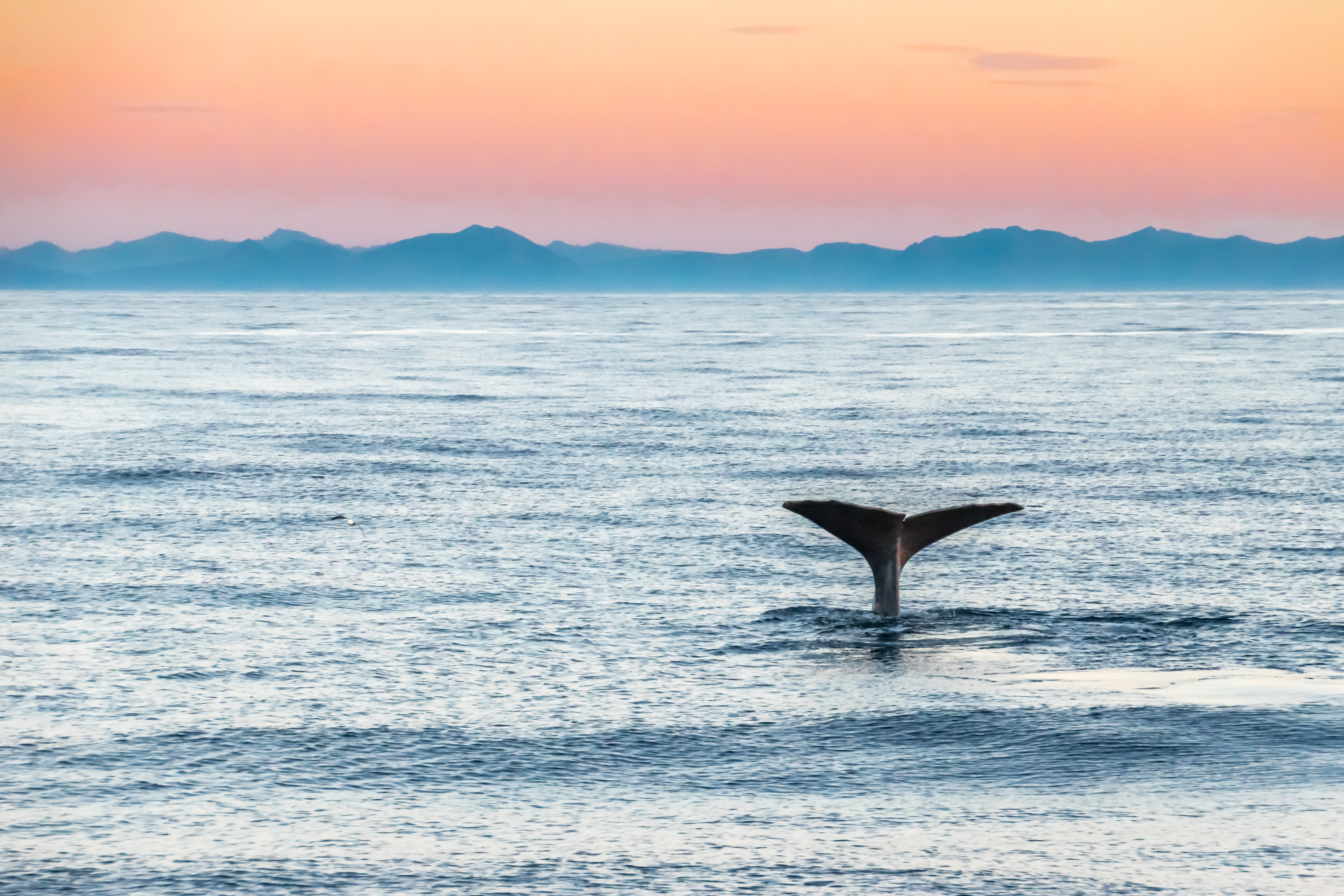 Sperm whale’s fluke as he starts to dive offshore in Andenes, Norway ...